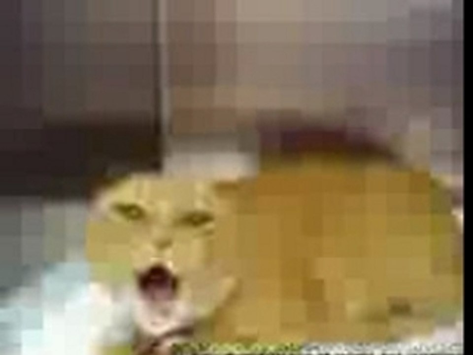 Gentil_chat