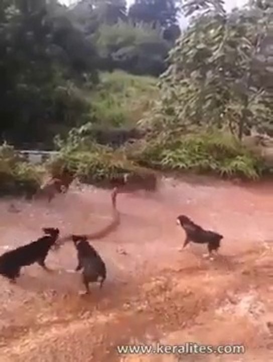 Dogs vs King Cobra: Huge King Cobra Attacked By a Pack Of Dogs In Nepal