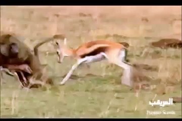 Yavrusunu Babuna Kaptıran Antilopun Çaresizliği