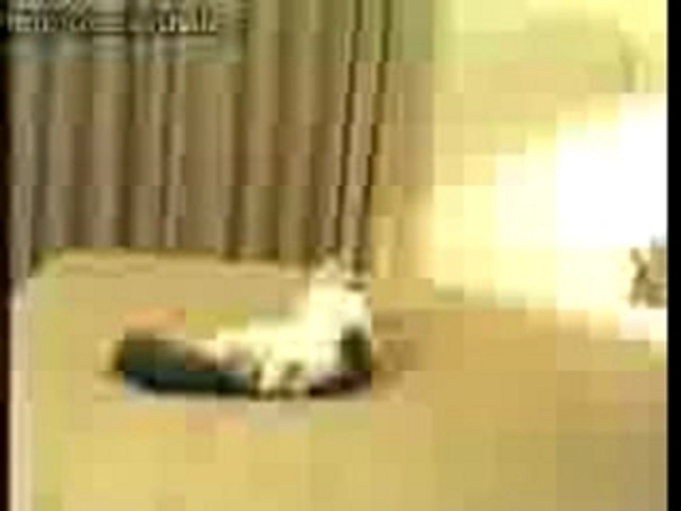 Chat_fou