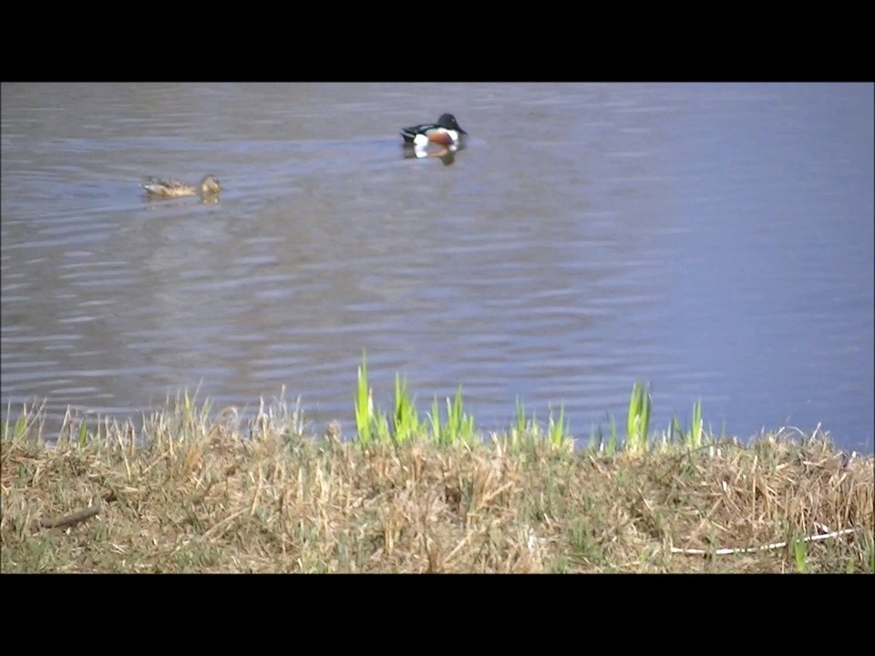 Parade nuptiale canards souchets