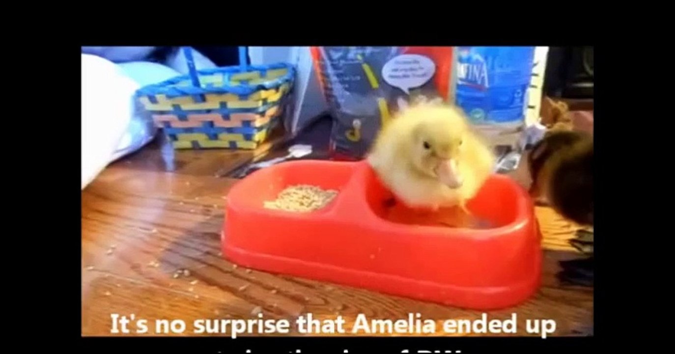 My Pet Ducks