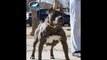 Perfect blue bully female pitbull jumps fence, Queen Kali of BGK
