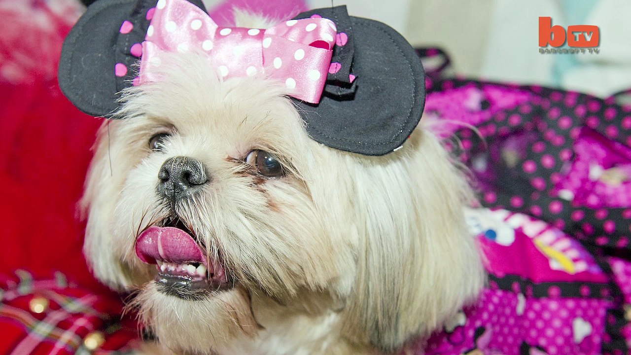Pampered Pooches_ Owner Spends £30,000 Spoiling Her Shih-tzu