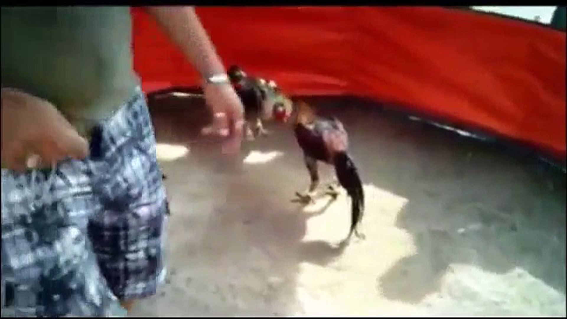 Thai Rooster Shamo Aseel Fighting Jalak