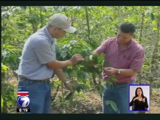 La roya comprometería un 20% de la cosecha de café
