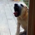 Perro mordiendo puerta