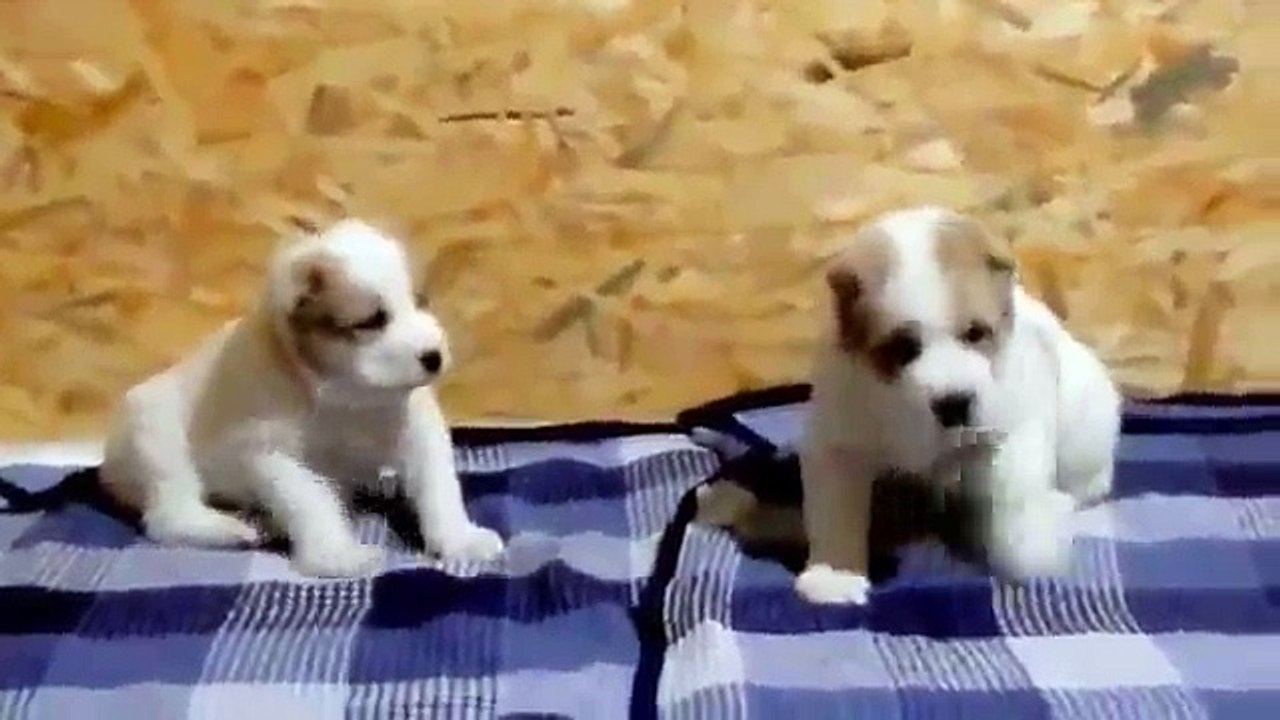 Satılık Alabay Çoban Köpeği Yavruları