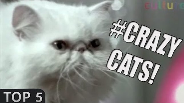 Top 5: Crazy CATS commercials!