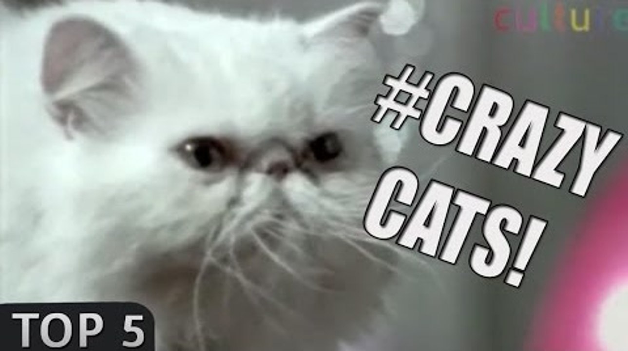 Top 5: Crazy CATS commercials!