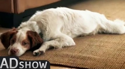 The smartest dog on Earth!