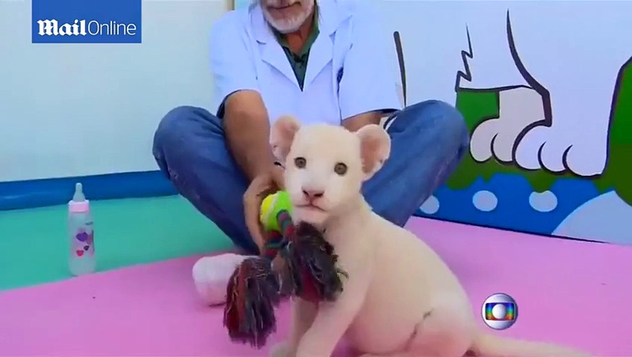 Un lionceau blanc abandonné par sa mère