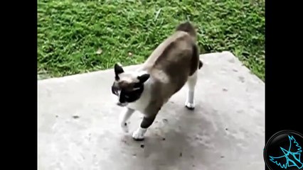 Dünyanın En Cesur Kedileri Derlemesi [YENİ]