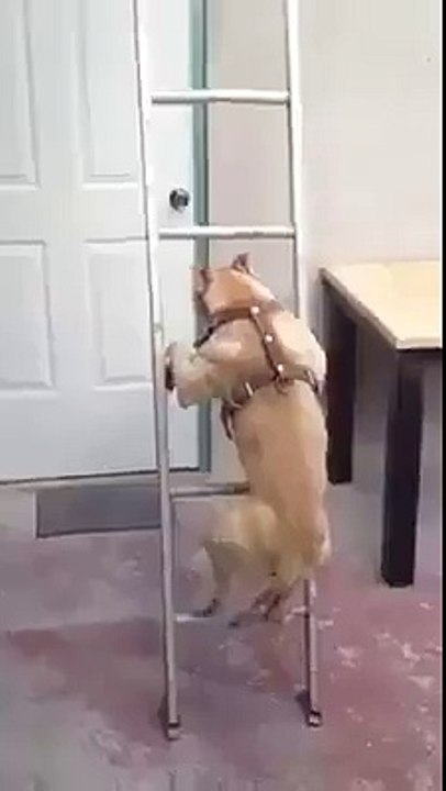 Un Pitbull grimpe une échelle
