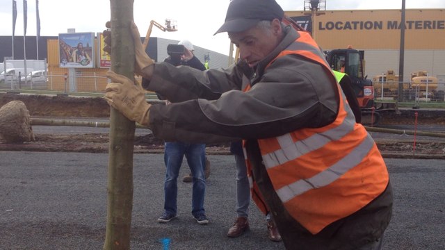 Des arbres plantés sur le chantier du super bus