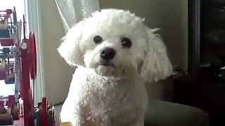 Bichon Frise whining about nothing
