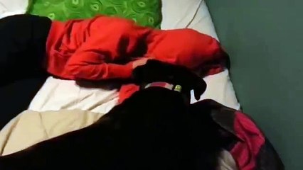 Funny Dog Funny Boxer Funny Amanda _ Best Funny Video