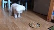 Bichon Frise X Bonkers Barking Very Fierce Poochie. How animals eat - or don't...