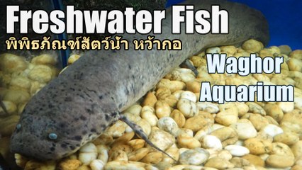 Freshwater fish, Waghor Aquarium