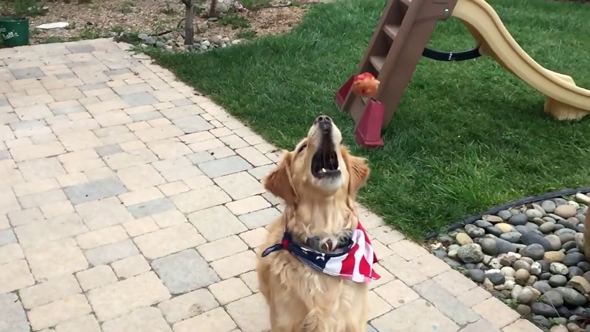 Ce Golden Retriever Est Vraiment Mauvais Pour Attraper Les