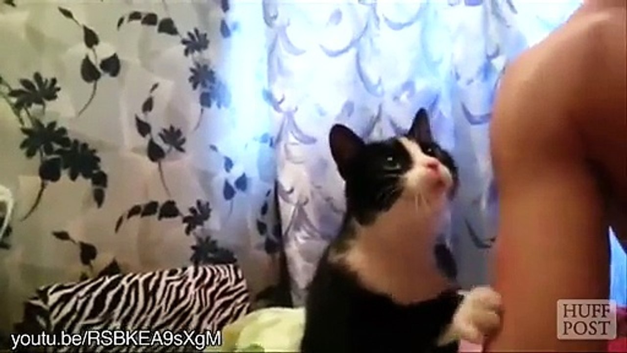 Des chats demandent des câlins...  So Cute!