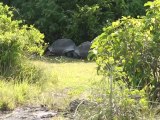 Explorer Interrupts Tortoises, Slowest Chase Ever Ensues