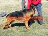 Wolfgang  The Expert Dog Training/Mona von der K9 Arena For Sale