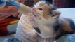 LOL Youtube Funny Animal Videos Cute Kitten Compialtiion Funny Videos of Animals Funny Animals Video