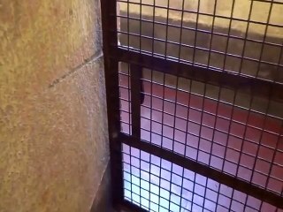 PUG DOG OPENS DOOR!!! AMAZING VIDEO