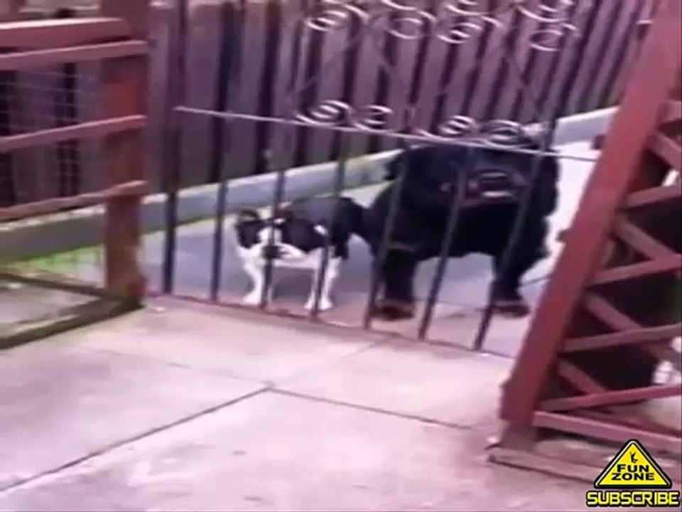 Say Hello To The Hello Dog