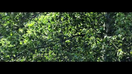 Volvo : L'Air Suedois