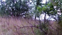 Bowhunting Deer from the ground whitetail hunt