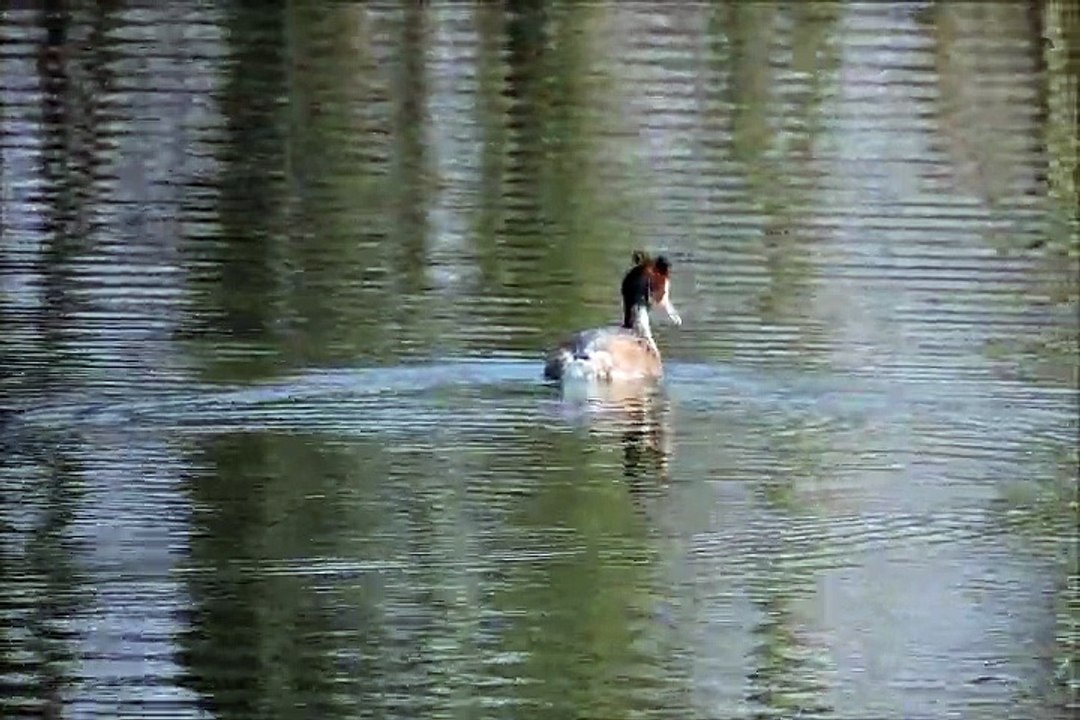 La vie des animaux au Port aux cerises (Draveil)