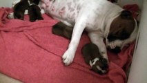 1ère vidéo de la 19ème portée staffie de Staffordland