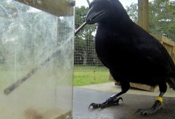 Bu Karga 8 Aşamalı Bulmacayı Şipşak Çözüp, Yemek Yapıyor!