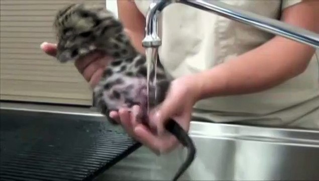 Un Bebe Panthere D Une Espece Rare Accueilli Dans Un Zoo Americain Video Dailymotion