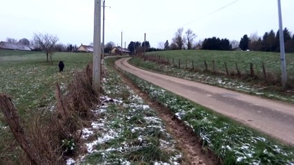 Course poursuite entre un sanglier et deux poneys
