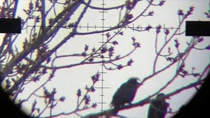 Air Rifle Hunting - Magpies Pest Control video 4 /2014