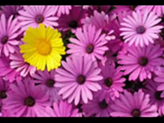 Fausto Papetti   L'ultima neve di primavera