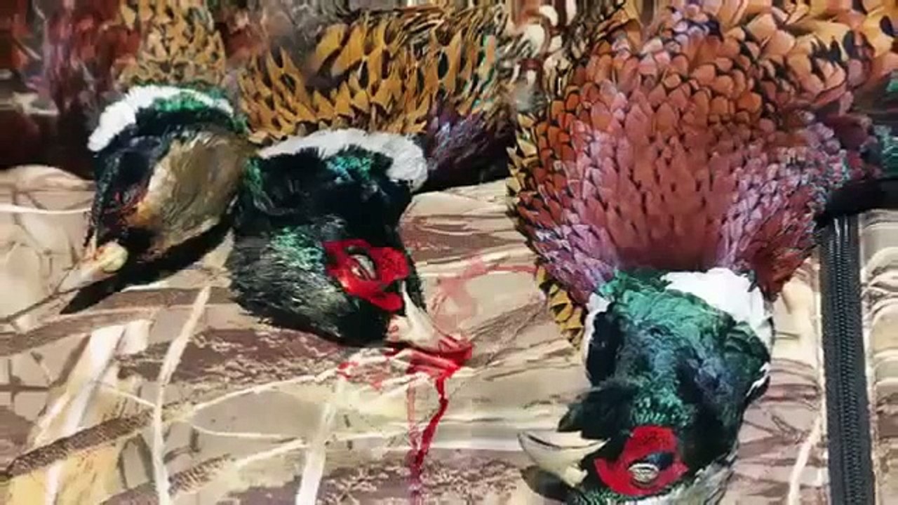 Pheasant Hunting with Utz and Boone at Muzzy Pheasant Preserve in Corunna, MI