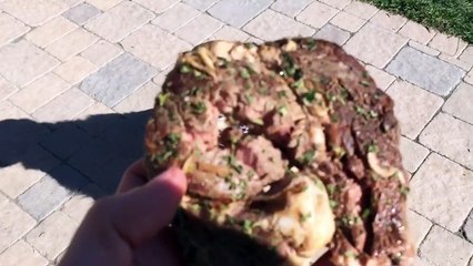 A dog learns to catch food - Slow motion