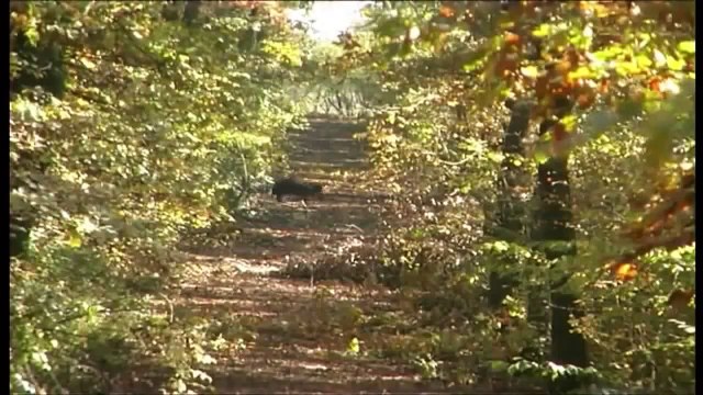 Driven Wild Boar Hunt - Czech Republic