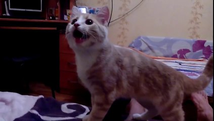 Russian cat thinks he's a dog