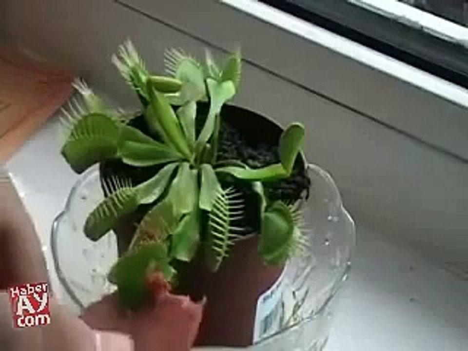 FUNY AMZING VIDEOS (17)