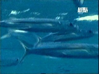 flying fishes