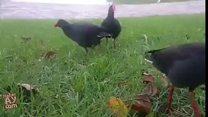 FUNY AMZING VIDEOS (25)