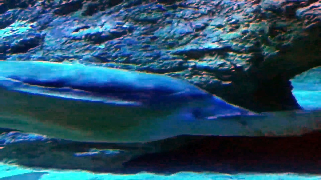 Underwater World Part 4