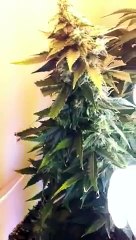 AutoFlower Weed CHRONIC ,HAZE GREEN HOUSE SEEDSDAY 54!!