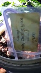 AUTOGROW CHRONIC 5 DIFFRENT TYPES must see 24days GrapeGod