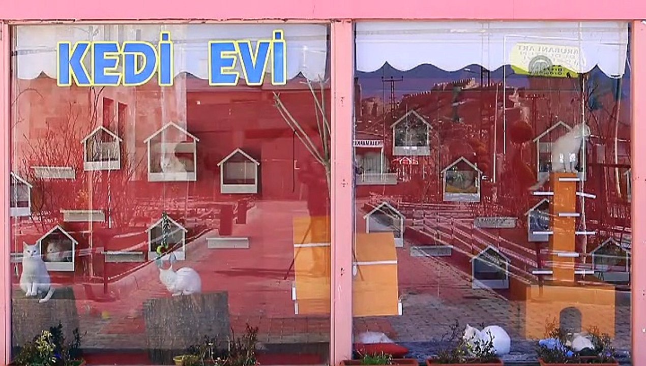 Van kedileri için özel ev // VAN KEDİSİ